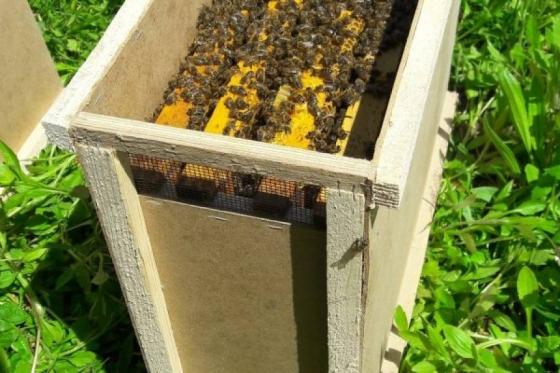Продам бджолосім'ї в квітні та  бджолопакети в перших числах травня.